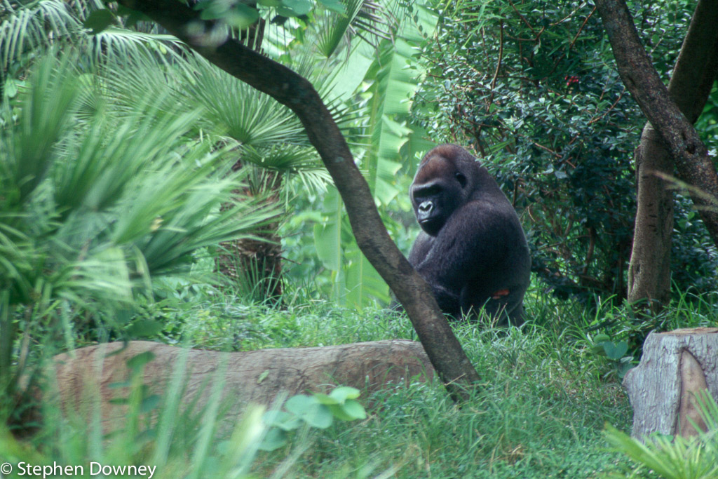 gorilla-in-the-woods.jpg