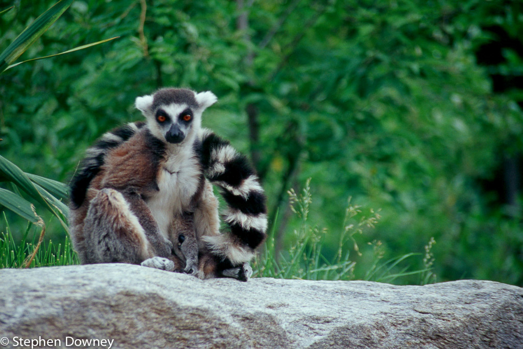 ring-tailed-lemur.jpg