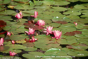 flowering-water-lillies-mkd-tmb.jpg