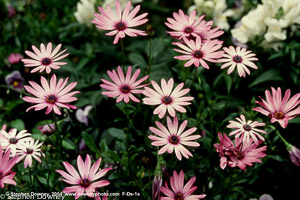 pink-daisies-mkd-tmb.jpg