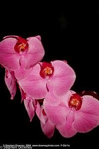 pink-orchids-mkd-tmb.jpg