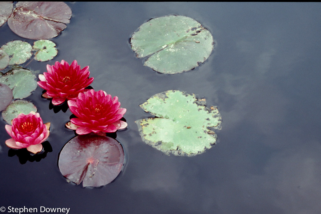 water-lillies-red-and-grey.jpg