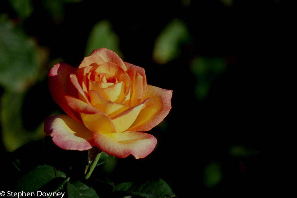 yellow-and-red-rose.jpg