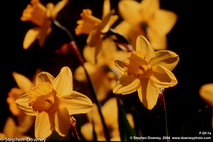 yellow-daffodils-mkd-tmb.jpg