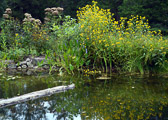 lake-flowers.jpg