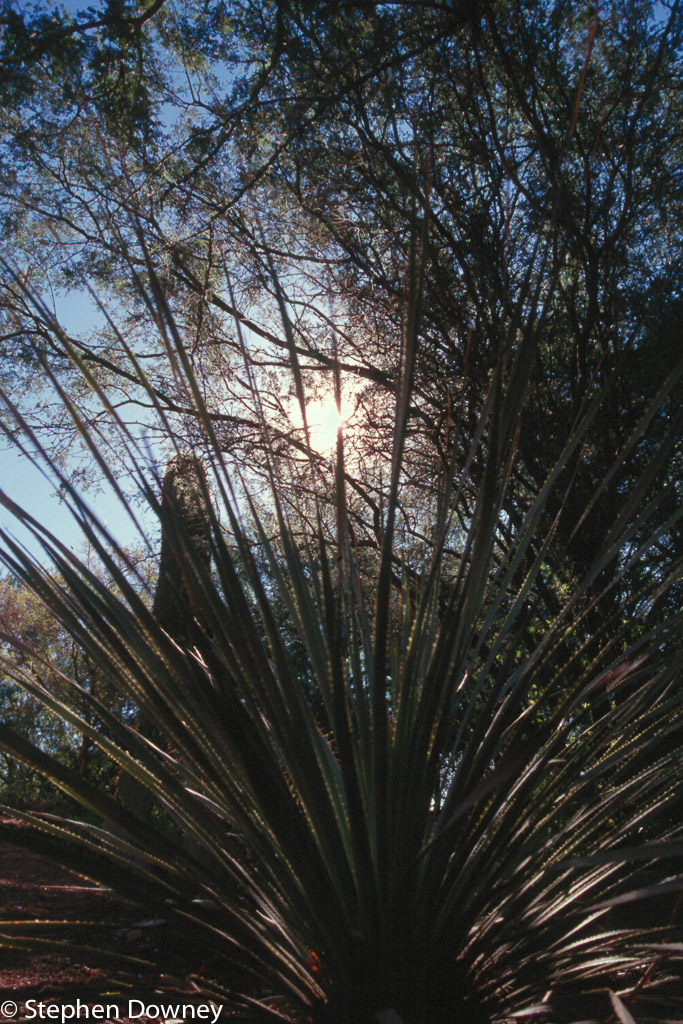 sun-through-cactus.jpg
