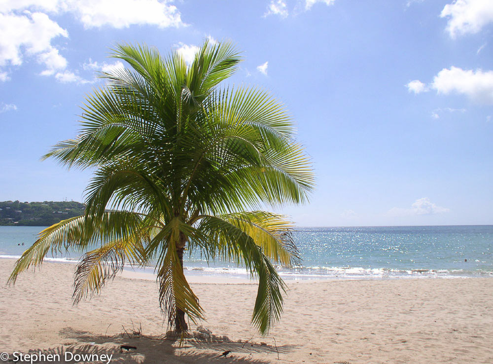 st-lucia-palm-tree.jpg